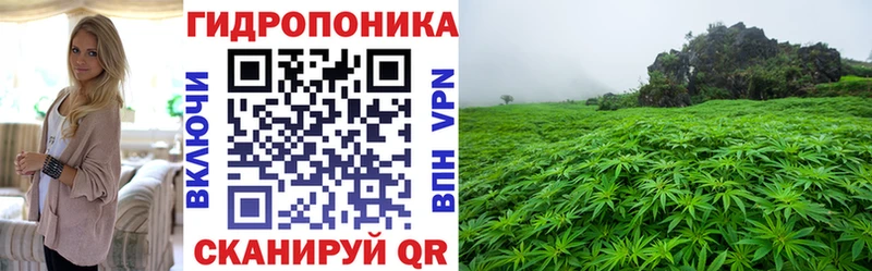 Каннабис гибрид  Тбилисская 